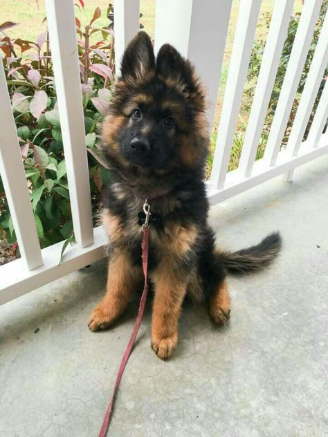 Baby German Shepherds, Sheperd Dogs, German Sheperd Dogs, Cute German Shepherd Puppies, Gsd Puppy, German Shepards, Gsd Puppies, Really Cute Dogs, Cute Dog Pictures