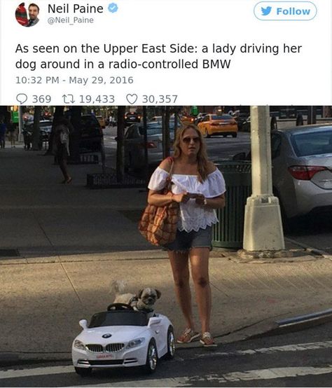 Pets who are definitely living a more baller life than their owners. #pets #spoiled #funny #dogs #cats #rich Dogs Driving Cars Funny, Spoiled Pets, Funny Pet Memes Hilarious, Dry Humor, Spoiled Dogs, Funny Pet Owner Memes, Pet Memes Humor, Rich Kids, Crazy Cat Lady Humor Memes