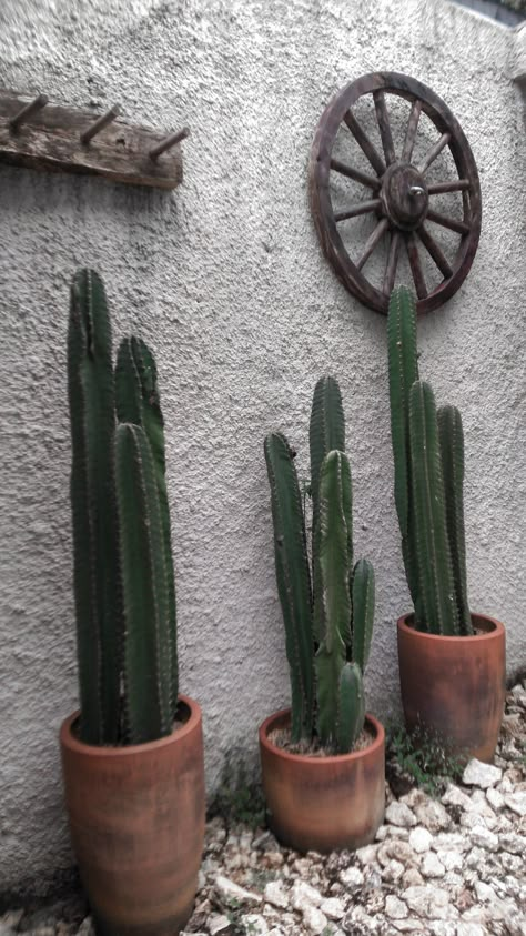 Small Cactus Garden Outdoor, Potted Cactus Outdoor, Cactus In Pots Outdoor, Mexican Garden Hacienda Style, Cactus Garden Design, Cactus Farm, Desert Backyard, Mexican Garden, Inground Pool Landscaping