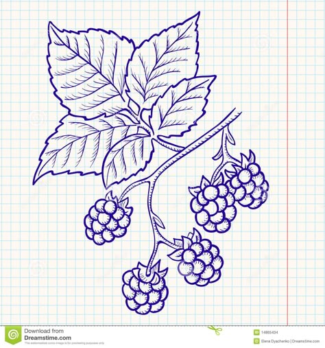 Blackberry Stamp Tattoo, Blackberry Drawing Simple, Blackberry Drawing, Blackberry Tattoo, Airbrushing Ideas, Strawberries Garden, School Auction Art Projects, Hydrangea Tattoo, Gin Label