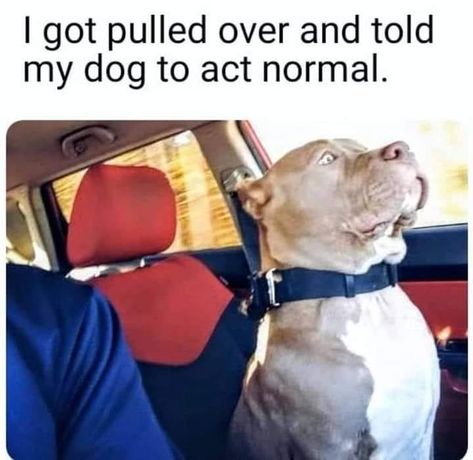 play it cool | Dogs | Know Your Meme Funny Dog Memes, Police Dogs, Funny Animal Jokes, Silly Jokes, Funny Animal Memes, Animal Jokes, Funny Animal Pictures, Dog Memes, Animal Memes