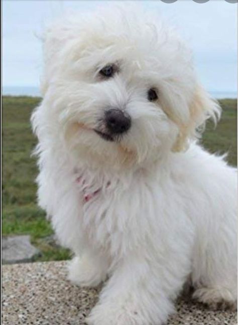 The origin of this dog breed is somewhat vague. There are anecdotes as to how this dog came to inhabit the island Madagascar but most are unsubstantiated. Puppy Journal, Cotton De Tulear, Coton De Tulear Puppy, Coton De Tulear Dogs, Coton De Tulear, Port City, Lap Dogs, Animal Facts, Lined Notebook