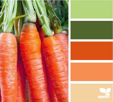 carrot hues Design Seeds Color Palette, Orange Room, Carrot Colour, Organic Cooking, Seeds Color, Color Palate, Design Seeds, Kitchen Color, Dark Orange