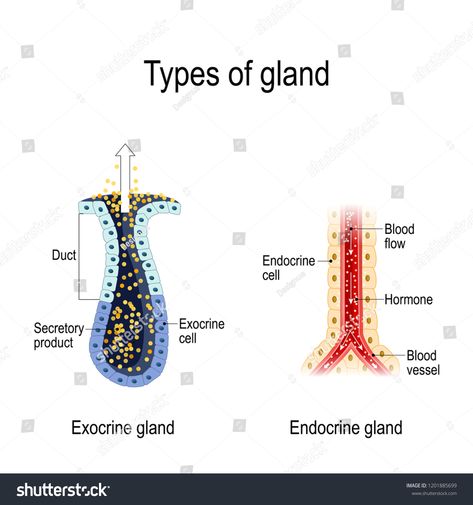 Types of gland. Anatomy of an Endocrine and exocrine glands. different of glands secretion. cross-section. Vector diagram for educational, medical, biological and science use #Ad , #AD, #exocrine#glands#secretion#Endocrine Hypothalamus Gland, Exocrine Gland, Teaching Biology, Ppt Design, Endocrine System, Beauty School, Reference Poses, Blood Vessels, Digestive System