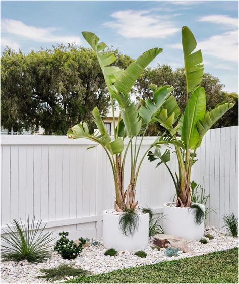 White Pebble Garden, Aesthetic Backyard, Greek Homes, Backyard Envy, Backyard Aesthetic, Pebble Landscaping, Landscape Backyard, Coastal Landscaping, Gardening Backyard