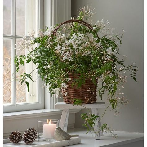 Beautify your home with jasmine plants in pots - Little Piece Of Me Jasmine Plant Indoor, Indoor Jasmine, Best Plants For Bedroom, Grape Growing, Wine Grape, White Flower Farm, Jasmine Plant, Plant Benefits, Star Jasmine