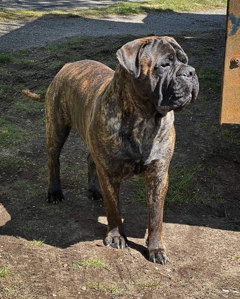 King Corso Dog, King Corso, Bull Mastiff Dogs, Pretty Pets, Mastiff Mix, French Mastiff, Cane Corso Dog, Corso Dog