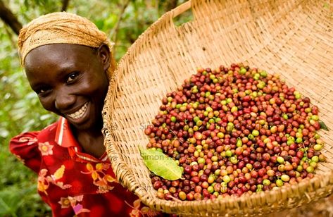 Giant Vegetable, African Village, Coffee Tips, Green Mountain Coffee, Coffee Board, Fair Trade Coffee, Make Coffee, Coffee Subscription, Coffee Tasting