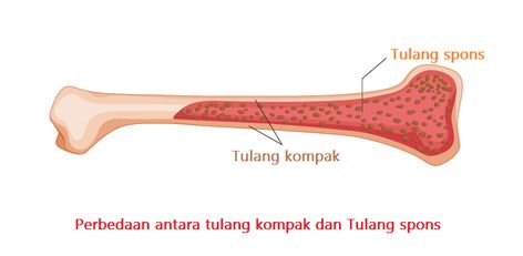 Koleksi pelbagai gambar terbaik dari Kumpulan Gambar Kerangka Tulang Pada Tubuh Manusia #gambar #gambarkeren #gambarlucu #gambarilustrasi #gambarindonesia #foto #fotos #fotografia #fotografie #fotografo Selengkapnya di https://www.worldofghibli.id/gambar-kerangka-tulang/?utm_source=pinterest Ipa, Quick Saves