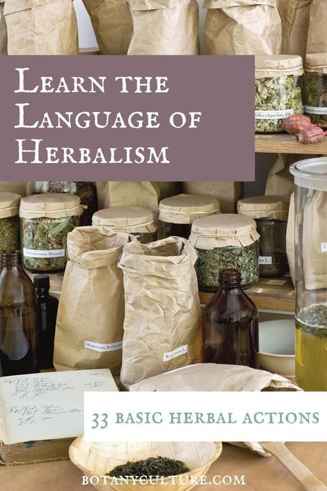 Herbalism is a language! And a key part of that language is being able to communicate how herbs work. Herbal actions are categories of herbal behaviors that do just that! Here's a list of over 30 basic herbal actions to help you in confidently choosing the right herbs for the right jobs. #herbalmedicine #herbalism #herbalactions #healthandwellness Herbal Actions, Herbal Education, Herbal Medicine Recipes, Diy Herbal Remedies, Medicinal Herbs Garden, Medical Herbs, Herbal Tinctures, Herbal Recipes, Herbal Apothecary