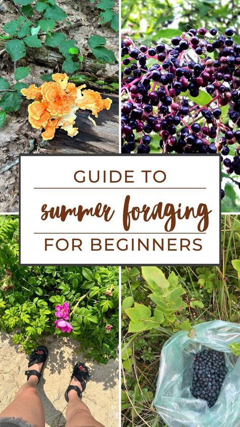 Wow, this guide to summer foraging is perfect for beginner foragers like me! I can't wait to get outside and find some food! Foraging For Beginners, Medicinal Wild Plants, Flowers And Mushrooms, Wild Lettuce, Wild Onions, Wild Food Foraging, Foraged Food, Edible Mushrooms, Herbal Tinctures