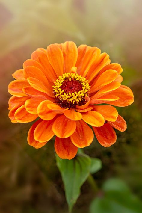 Orange Flowers Aesthetic, Orange Flower Names, Pink Orange Flowers, Flower References, Types Of Oranges, Fleur Orange, Flower Dance, Orange Blossoms, Plant Tags