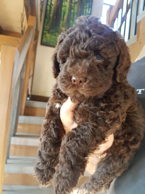 Labradoodle Aesthetic, Curly Haired Dog, Chocolate Labradoodle Puppy, Chocolate Labradoodle, Dream Puppy, Cute Small Dogs, Labradoodle Dogs, Dog Aesthetic, Very Cute Puppies