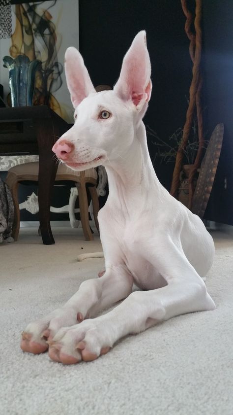 Ibizan Hound/ Ibizan Hound Puppy/ Near white Ibizan Hound puppy 4 mos. Owned by Luanne Swigart Ibizan Hound, Hairless Dog, Hound Puppies, Albino Animals, Pretty Animals, White Dog, Cute Creatures, Whippet, Beautiful Dogs