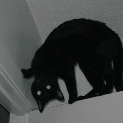 Black Cat Aesthetic, Evil Cat, Grunge Pictures, Creepy Cat, Scary Cat, رعب نفسي, Silly Cats Pictures, A Black Cat, Cat Icon