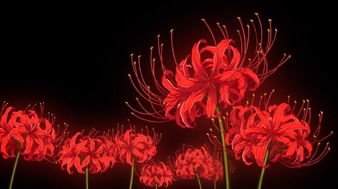 Tokyo Ghoul Flower, Spider Lily Flower, Lycoris Radiata, Spider Lilies, Lily Wallpaper, Anime Flower, Red Spider Lily, Tokyo Ghoul Wallpapers, Spider Lily