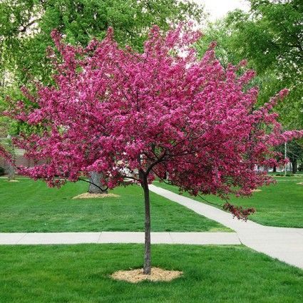 Royal Raindrops Crabapple, Berm Ideas, Flowering Crabapple Tree, Ornamental Pear Tree, Small Ornamental Trees, Summer Planting, Flowering Crabapple, Trees For Front Yard, Crabapple Tree