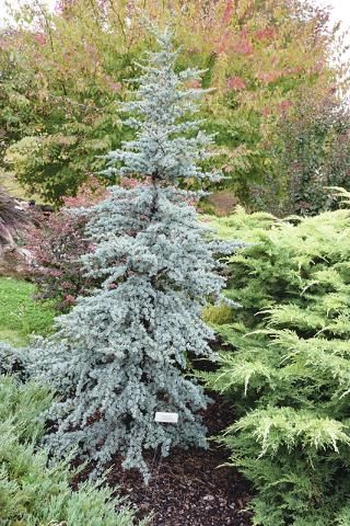 Colorado Landscaping, Blue Atlas Cedar, Evergreen Landscape, Atlas Cedar, Conifers Garden, Evergreen Garden, Privacy Landscaping, Dream Yard, Front Landscaping