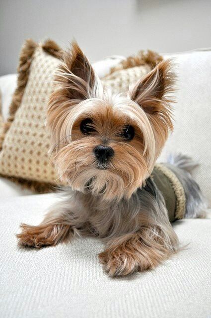 Yorki I need you now!!! Yorkie Hairstyles, Yorkie Haircuts, Havanese Puppy, Yorkshire Terriers, Yorkshire Terrier Puppies, Terrier Puppies, Adorable Dogs, Yorkie Puppy, Tiny Dogs