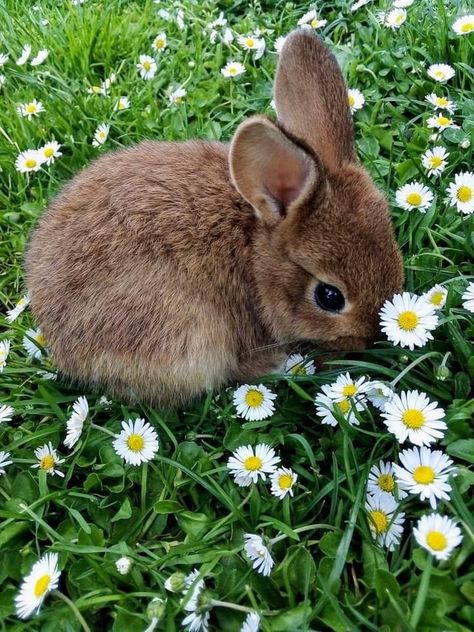 Happy Animals Aesthetic, If I Was An Animal, Spring Aesthetic Animals, Cute Photos Of Animals, Bunny Rabbit Aesthetic, Bunny Care Aesthetic, Spring Animals Aesthetic, Bunnies Outside, Cute Unique Animals