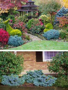 Juniper Landscaping, Blue Star Juniper, Blue Juniper, Dream Garden Backyards, Shrubs For Landscaping, Front Lawn Landscaping, Evergreen Landscape, Front Gardens, Front Garden Landscape