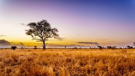 Grass Fields, Kruger National Park, Arabian Nights, South Africa, National Park