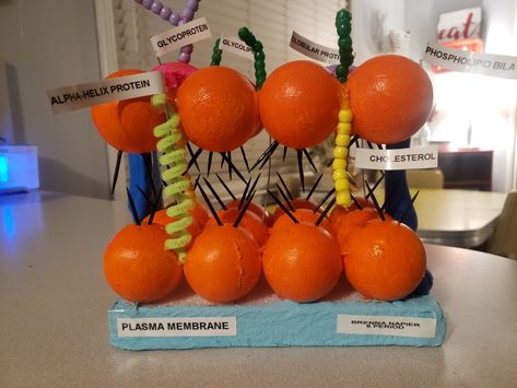 Plasma Membrane Model, Cell Membrane Model Projects, Cells Project, Biology Projects, Plasma Membrane, Teaching Biology, Teaching Practices, Cell Membrane, Stem Projects