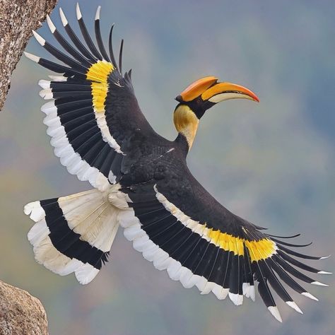 Hornbill Bird, Cycling Jersey Design, Super Natural, 3d Projects, Jersey Design, Amazing Nature, Sea Life, Beautiful Birds, Art Inspiration