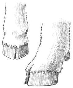 How to Trim a Goat's Hooves - Dummies Goat Hoof Trimming, Goat Keeping, Zebu Cow, Cow Hooves, Goat Shelter, Jackson Aesthetic, Pjo Dr, Feet Drawing, Goat Care