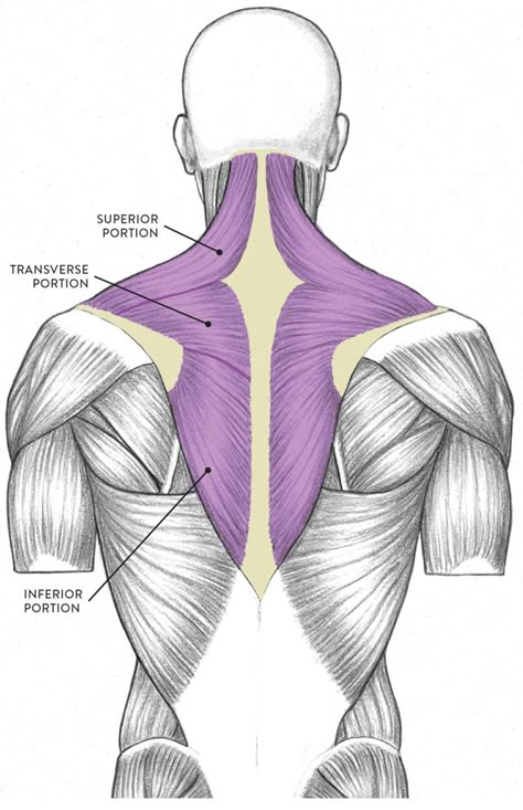 Neck Muscle Anatomy, Mouth Anatomy, Body Muscle Anatomy, Human Skeleton Anatomy, Muscles Of The Neck, Human Muscle Anatomy, Skeleton Anatomy, Basic Anatomy And Physiology, Human Body Anatomy