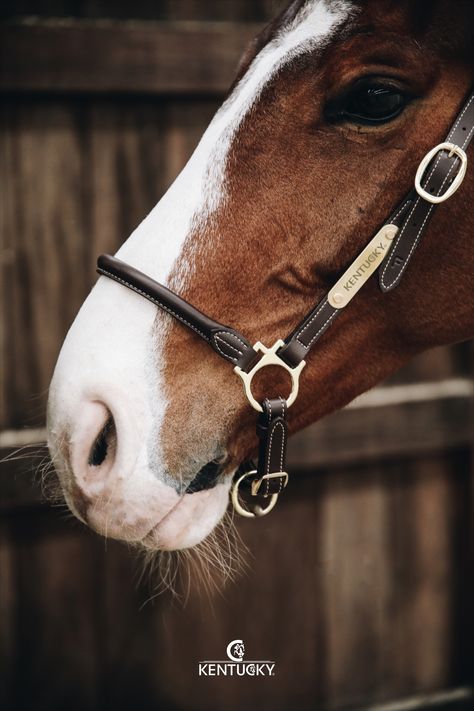 Horse Gear, Equestrian Life, Engraved Logo, Artificial Leather, Horse Riding, Real Leather, Kentucky, Equestrian, Pet Friendly