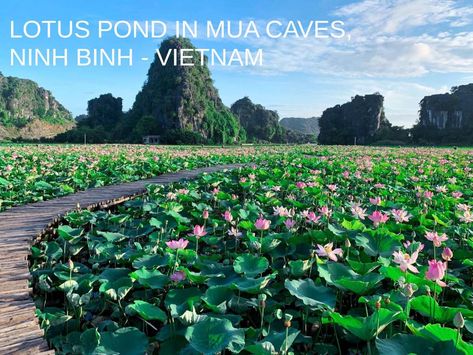 On the tourism forums and groups on Facebook recently, images of a lotus lake in full bloom were shared with netizens. Many comments were surprised when it was autumn, there was still a lotus lake blooming so much. And the place mentioned here is the lotus pond in Mua Caves, Ninh Binh (Also know as Dancing Cave). Vietnam Lotus, Vietnam Aesthetic, Lotus Lake, Eco Village, Lotus Garden, Northern Vietnam, Vietnam Travel Guide, Lotus Pond, Modern Beach House