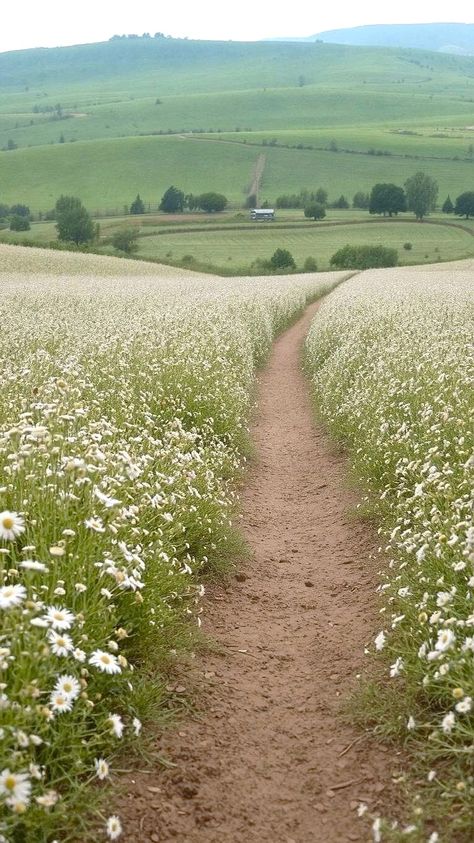 A serene spring flower farm landscape Spring Field Aesthetic, Perennial Cottage Garden, Gloomy Nature, Field Of White Flowers, Dream Future Life, Environment Landscape, Wildflower Fields, My Dream Future, Green Core