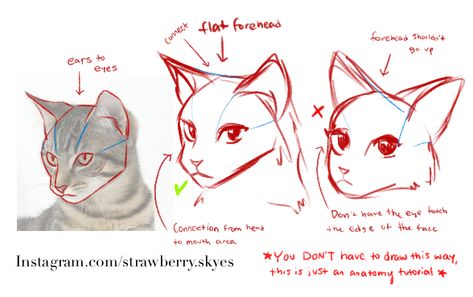 Cat Head Tutorial, How To Draw Cat Anatomy, Cat Head Drawing Reference, Cat Face Proportions, Draw Cat Tutorial, Warrior Cats Anatomy, Warrior Cats Tutorial, Warrior Cats Art Tutorial, Cat Side Profile Drawing Reference