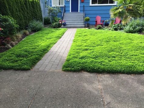 Micro Clover Lawn Alternative - Level Ground Landscape Moss And Clover Lawn, Micro Clover Lawn Front Yards, Clover Lawn With Pavers, Moss Lawn Front Yards, Clover Lawn Yards, Mini Clover Lawn, Microclover Lawn, Clover Ground Cover, Micro Clover Lawn