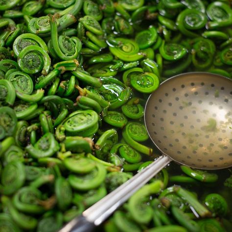 Fiddleheads are the young shoots of the ostrich fern. They're called a fiddlehead fern because their coiled shape resembles the end of a fiddle. Their rise in popularity is also due to an increase in public interest of wild edible and medicinal plants. Fiddlehead Fern, Fiddlehead Ferns, Wild Edibles, Medicinal Plants, Local Food, Coils, Fern, The End, Nutrition