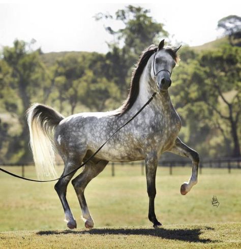 Aurora Birthday, Horses Breeds, Dapple Grey Horses, Horse Reference, Majestic Horses, Gorgeous Horses, Magical Horses, Beautiful Arabian Horses, Most Beautiful Horses