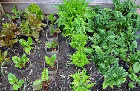 Texas Fall Garden, Winter Vegetable Gardening, Gardening In Texas, Growing Parsnips, Bridal Wreath Spirea, Texas Winter, Winter Vegetable, Winter Vegetables Gardening, Growing Lettuce