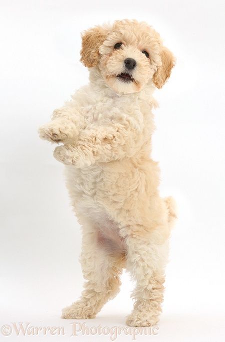 Cute playful Poochon puppy, 6 weeks old, standing up on hind legs, white background Poochon Dog, Bichon Poodle Mix, Poochon Puppies, Poodle Mix Puppies, Puppy Accessories, Very Cute Dogs, Puppy Play, Poodle Mix, Dog Images