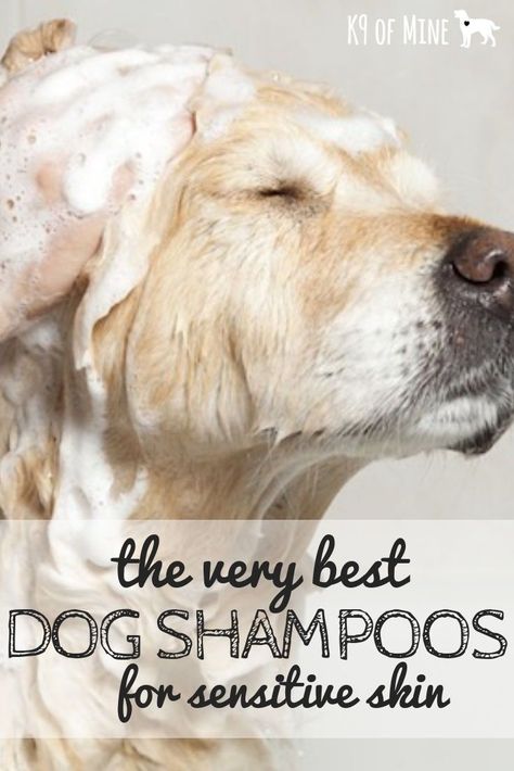 Diy Dog Shampoo, Holistic Dog Care, Best Dog Shampoo, Sensitive Skin Care Routine, Dog Skin Care, Dog Things, Health Hacks, Grooming Tips, Dog Wash