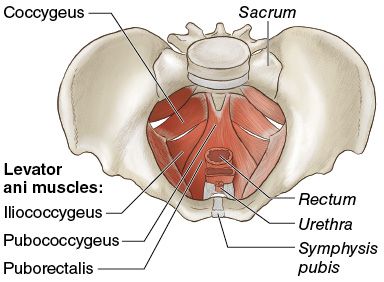 Coccygeus Muscle, Pilates Anatomy, Pelvic Anatomy, Pelvic Exercises, Levator Ani, Transversus Abdominis, Greater Trochanter, Basic Anatomy, Body Alignment