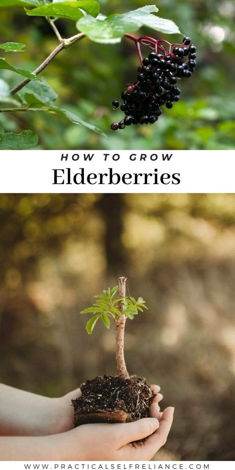 How to Grow Elderberries Elderberry Cuttings, Elderberry Growing, Elderberry Plant, Elderberry Bush, Elderberry Recipes, Wild Food Foraging, Garden Homestead, Food Foraging, Medicinal Herbs Garden