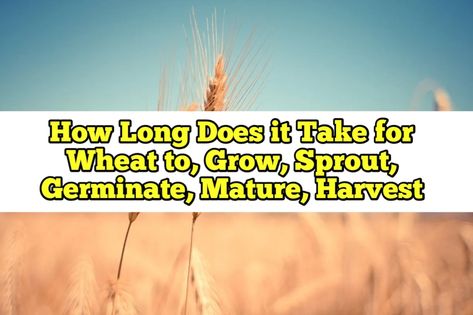 How Long Does it Take for Wheat to, Grow, Sprout, Germinate, Mature, Harvest – Rockets Garden How To Grow Wheat, Grow Wheat, Wheat Crop, Growing Wheat, Winter Wheat, Garden Exterior, Wheat Berries, Landscape Garden, 8 Months