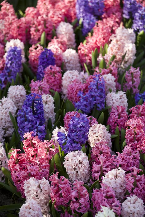 Hyacinth flowers