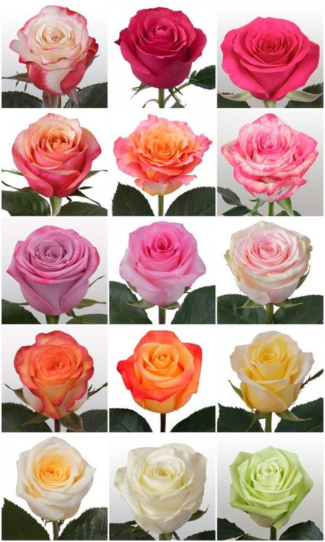 Rose Color Meanings, Types Of Red, Orange Wedding Flowers, Amazing Wedding Photos, Types Of Roses, Tips And Advice, Flower Pins, Wedding Planning Tips, Types Of Flowers