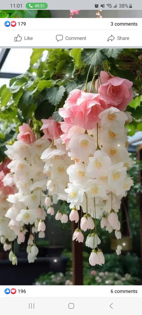 Weeping Begonia, Strange Flowers, Nothing But Flowers, Flower Therapy, Pretty Plants, Beautiful Flowers Pictures, Garden Art Diy, Favorite Flowers, Exotic Plants