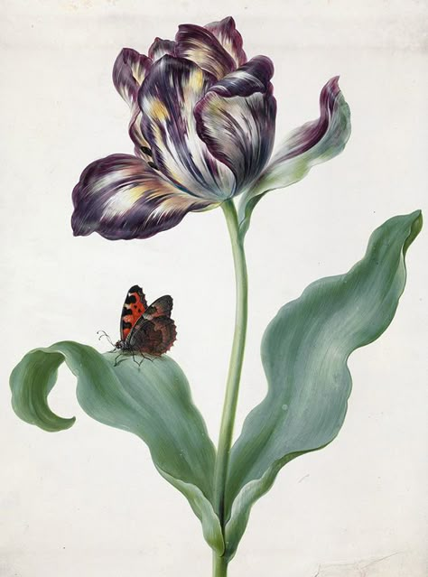 Small tortoiseshell and tulip by Maria Sibella Merian (1647-1717). Bodycolour on vellum, late 1600s © The Trustees of the Natural History Museum, London. Tulip Illustration, Botanical Tulip, Tulip Drawing, Vegetable Illustration, Tulip Painting, Floral Tattoo Design, Women Artists, Vintage Botanical Prints, Japanese Flowers