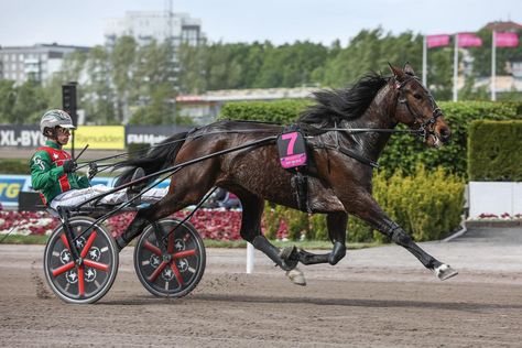 Standardbred Racing, Standardbred Horse, Harness Racing, Just Believe, Trotter, Global Business, Art Refs, Equestrian, Sweden