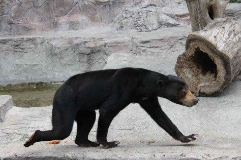 The Malayan Sun Bears Look Like Humans Wearing a Bear Costume Malayan Sun Bear, Sun Bear, Bear Costume, Funny Bears, Honey Bear, Bear Pictures, Love Bear, Silly Animals, Weird Animals