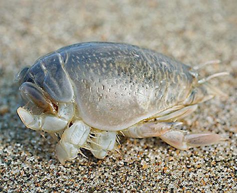 This daily routine is an entertaining spectator sport for Outer Banks vacationers, and beach visitors who notice the small sand crabs can easily spend hours ... Sand Fleas, Crab Tattoo, Crab Stuffed Shrimp, Horseshoe Crab, Underwater Creatures, Arthropods, Crustaceans, Weird Creatures, Colorful Fish